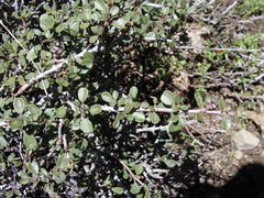 Ceanothus arcuatus
