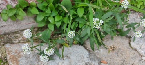 Foto de Alyssum