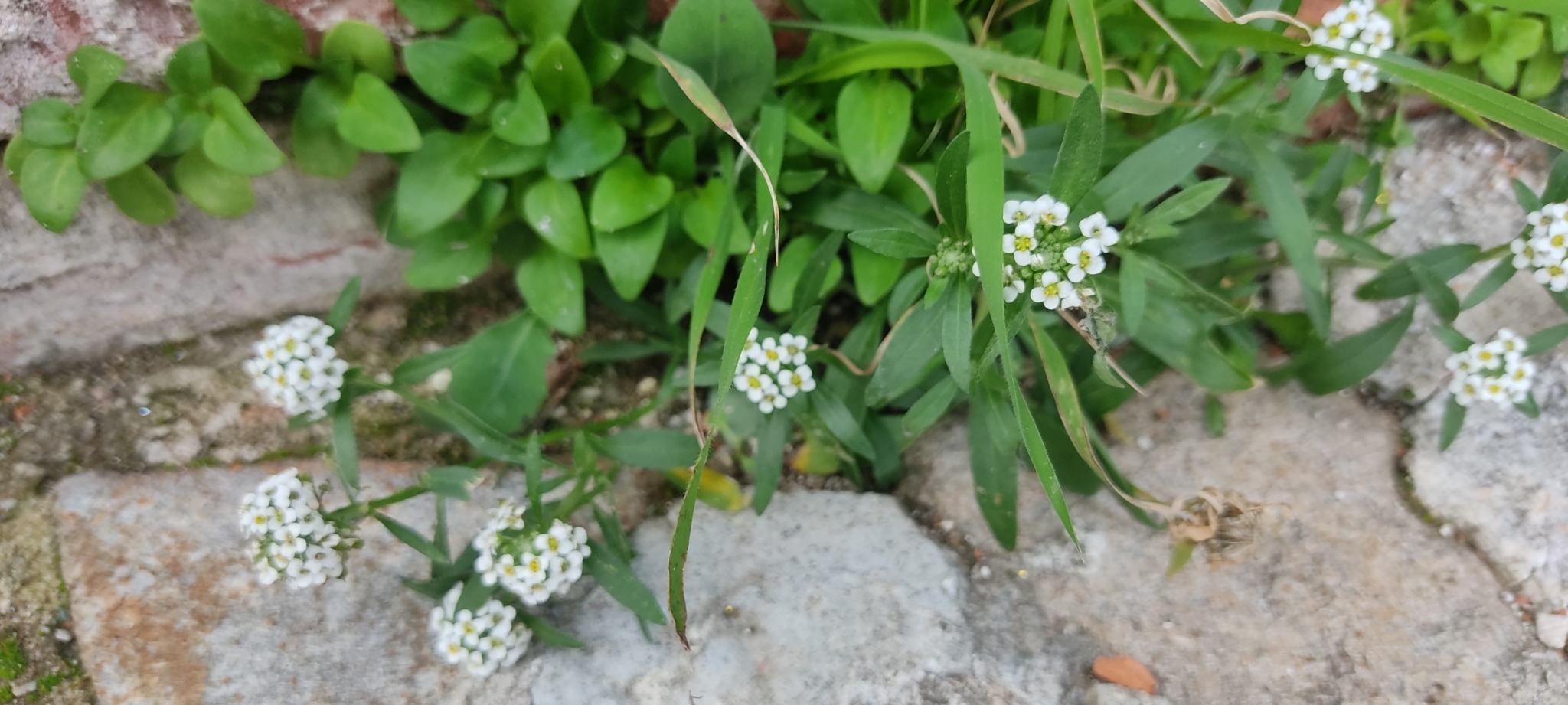 Imagem de Alyssum