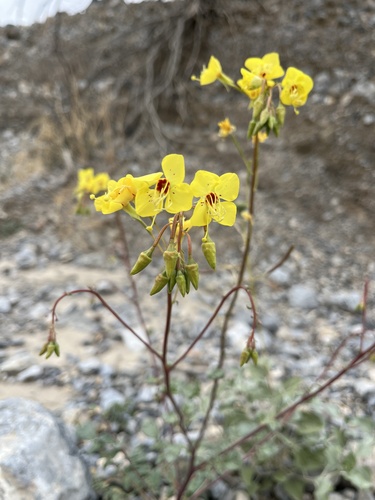 Chylismia munzii (Chylismia munzii)