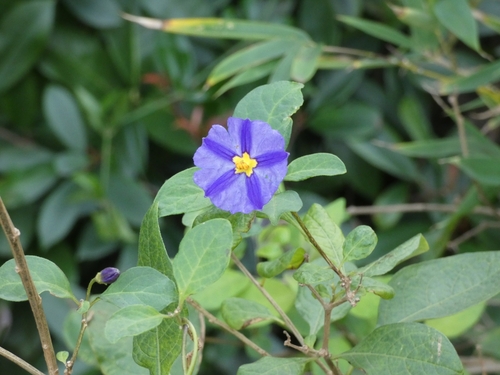 Foto de Mirtilo-azul