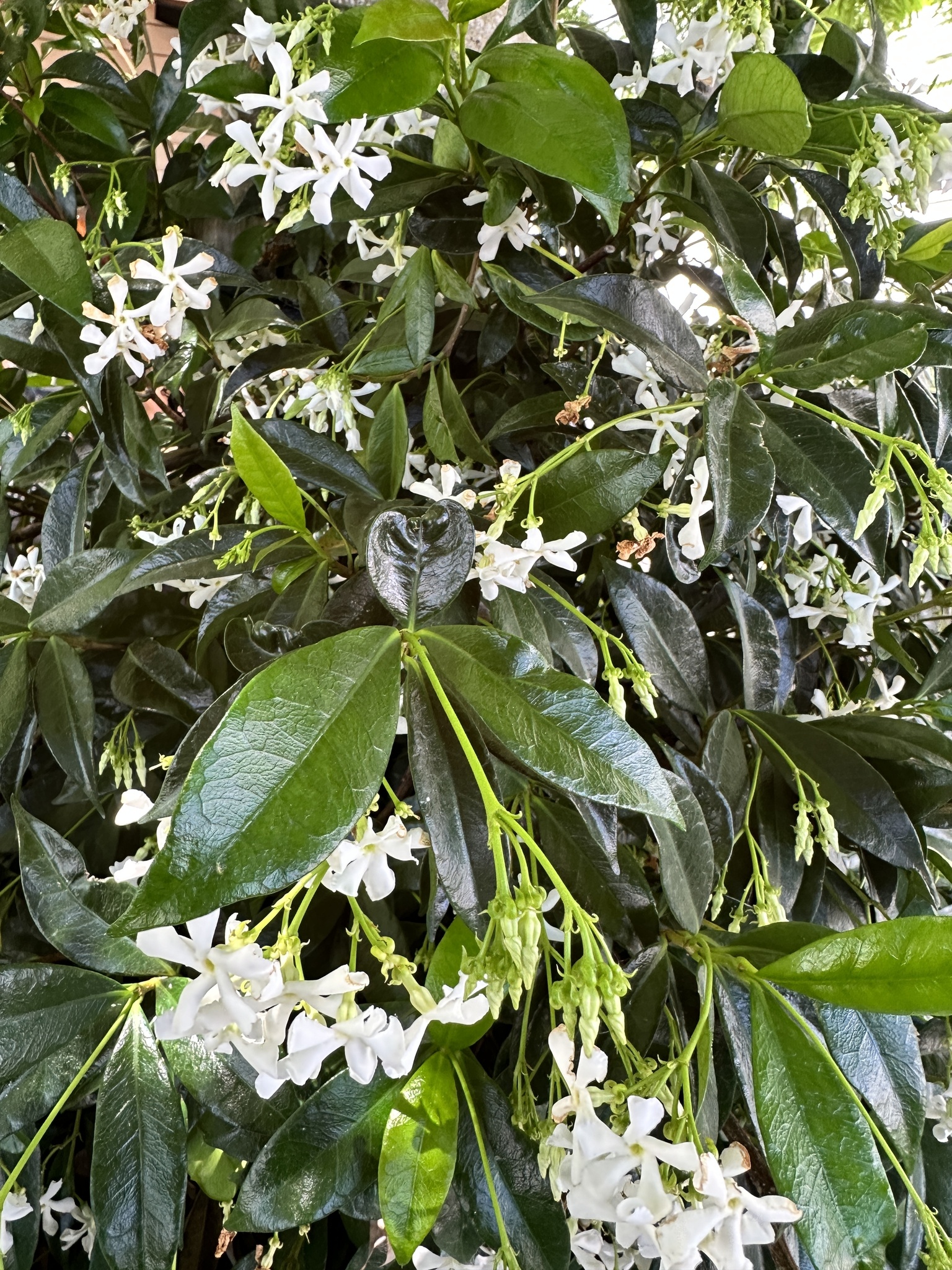 Imagem de Jasmim-estrela