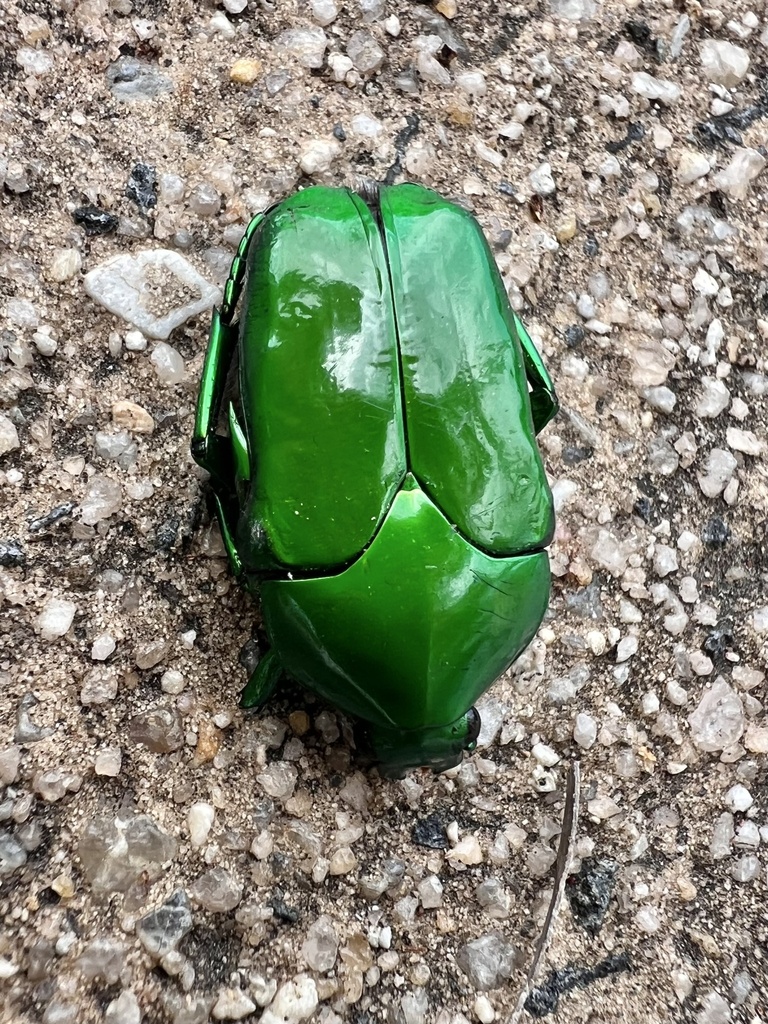 Ischiopsopha wallacei from Esplanade, Cairns City, QLD, AU on January 2