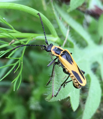 Chauliognathus scutellaris