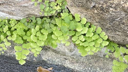 Foto de Samambaia
