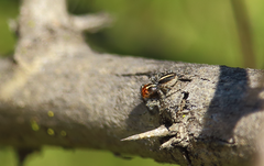 Trydarssus nobilitatus