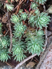 Petrosedum forsterianum