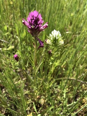 Castilleja densiflora gracilis