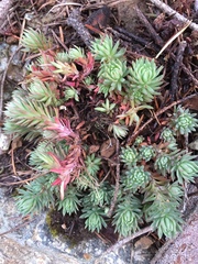 Petrosedum forsterianum