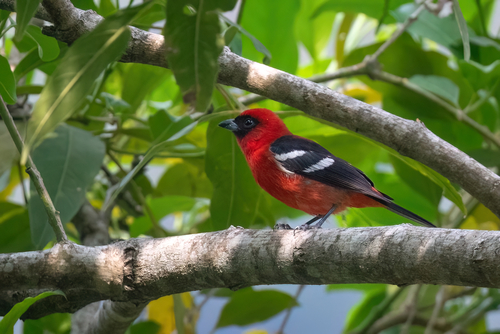 White-winged Tanager (Piranga leucoptera), photo 9
