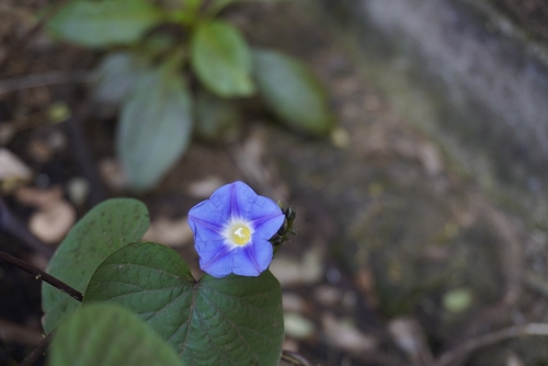 Image of Ipomoea parasitica by (c) Manuel Venegas Hernandez, some rights reserved (CC BY)