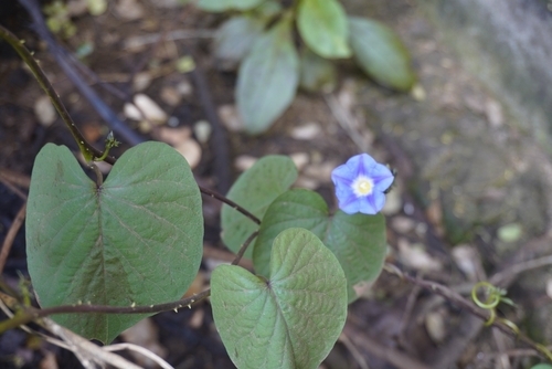 Image of Ipomoea parasitica by (c) Manuel Venegas Hernandez, some rights reserved (CC BY)
