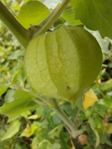 Foto de Uva-do-monte