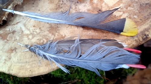Plume de Jaseur boréal