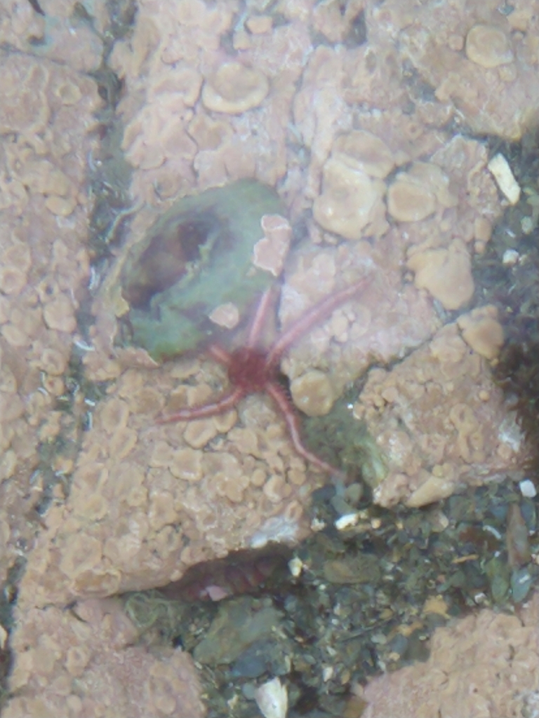 Shaggy Brittle Star