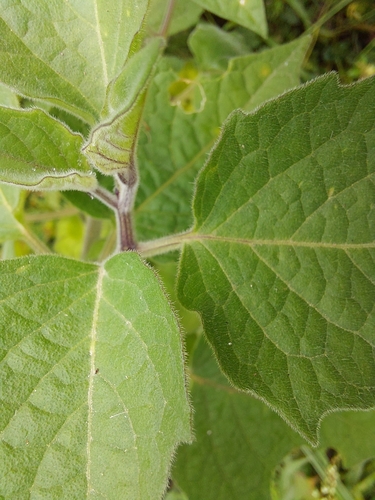 Foto de Uva-do-monte