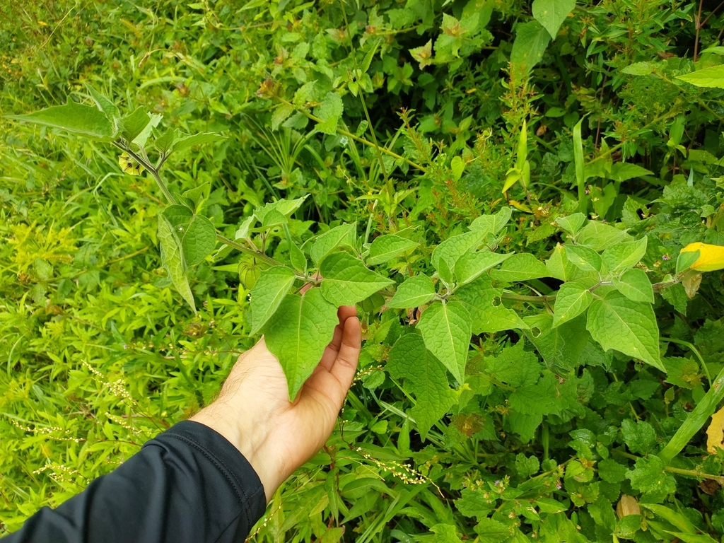 Foto de Uva-do-monte
