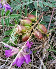 Astragalus plattensis
