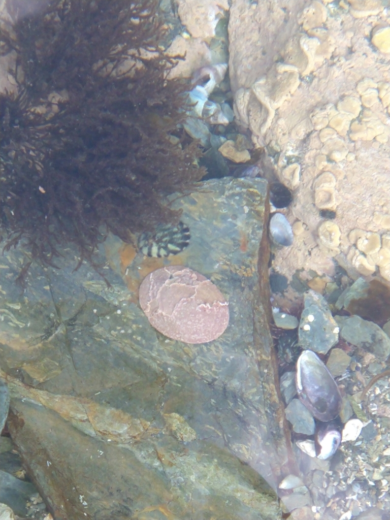 Nacella flammea