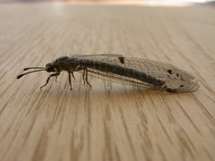 Bandidus canifrons