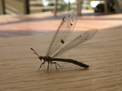 Bandidus canifrons