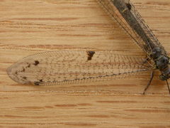 Bandidus canifrons