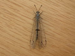 Bandidus canifrons