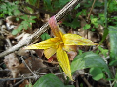 Erythronium rostratum