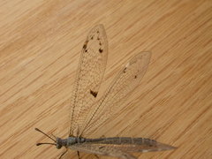 Bandidus canifrons