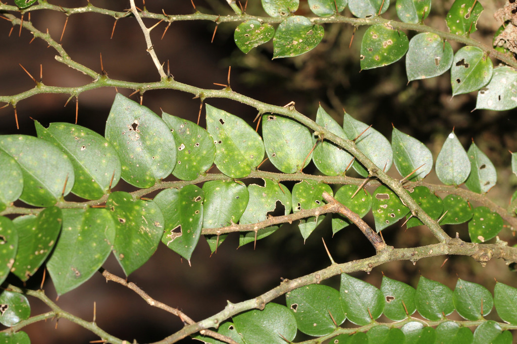 Brush Caper Berry from Christmas Creek, Southern Lamington QLD 4211