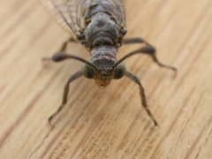 Bandidus canifrons