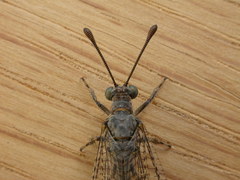 Bandidus canifrons