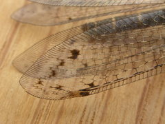 Bandidus canifrons