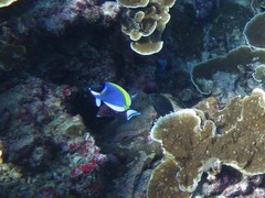 Acanthurus leucosternon