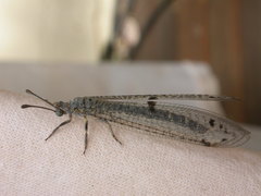 Bandidus canifrons