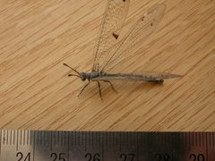 Bandidus canifrons