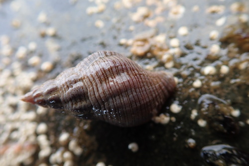 Lirabuccinum dirum