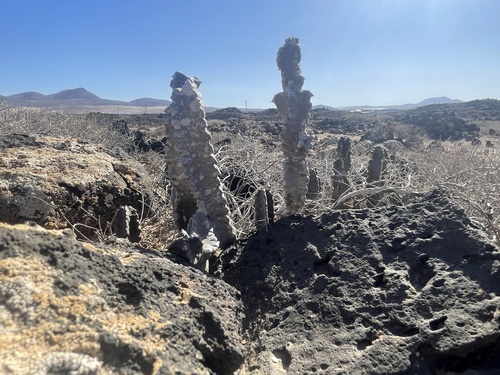 Apteranthes burchardii (Apteranthes burchardii)