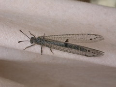 Bandidus canifrons