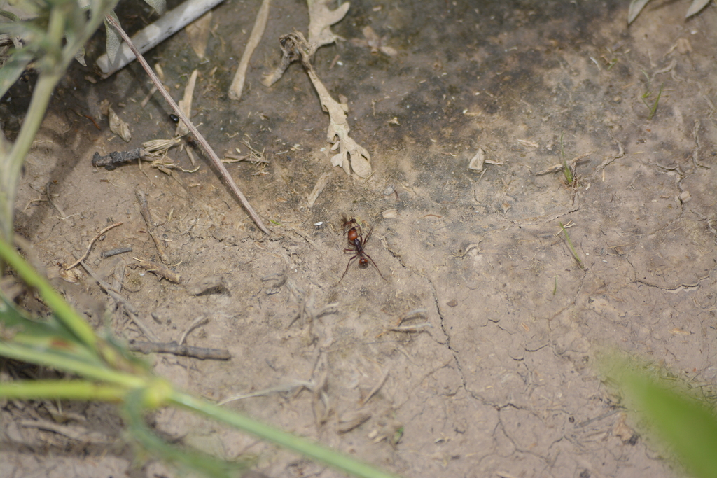 Pogonomyrmex serpens