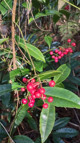 Foto de Marlberry