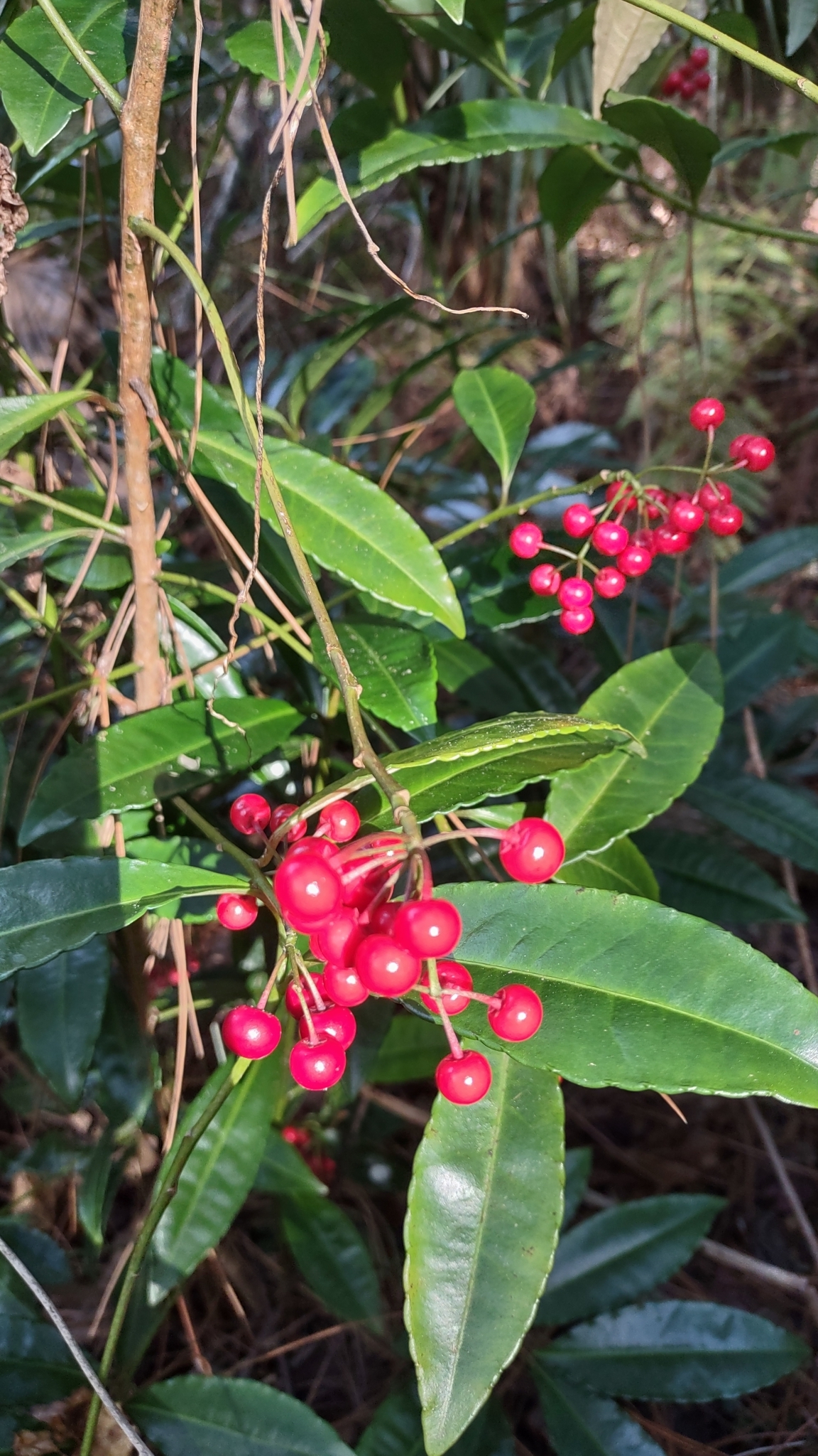 Imagem de Marlberry