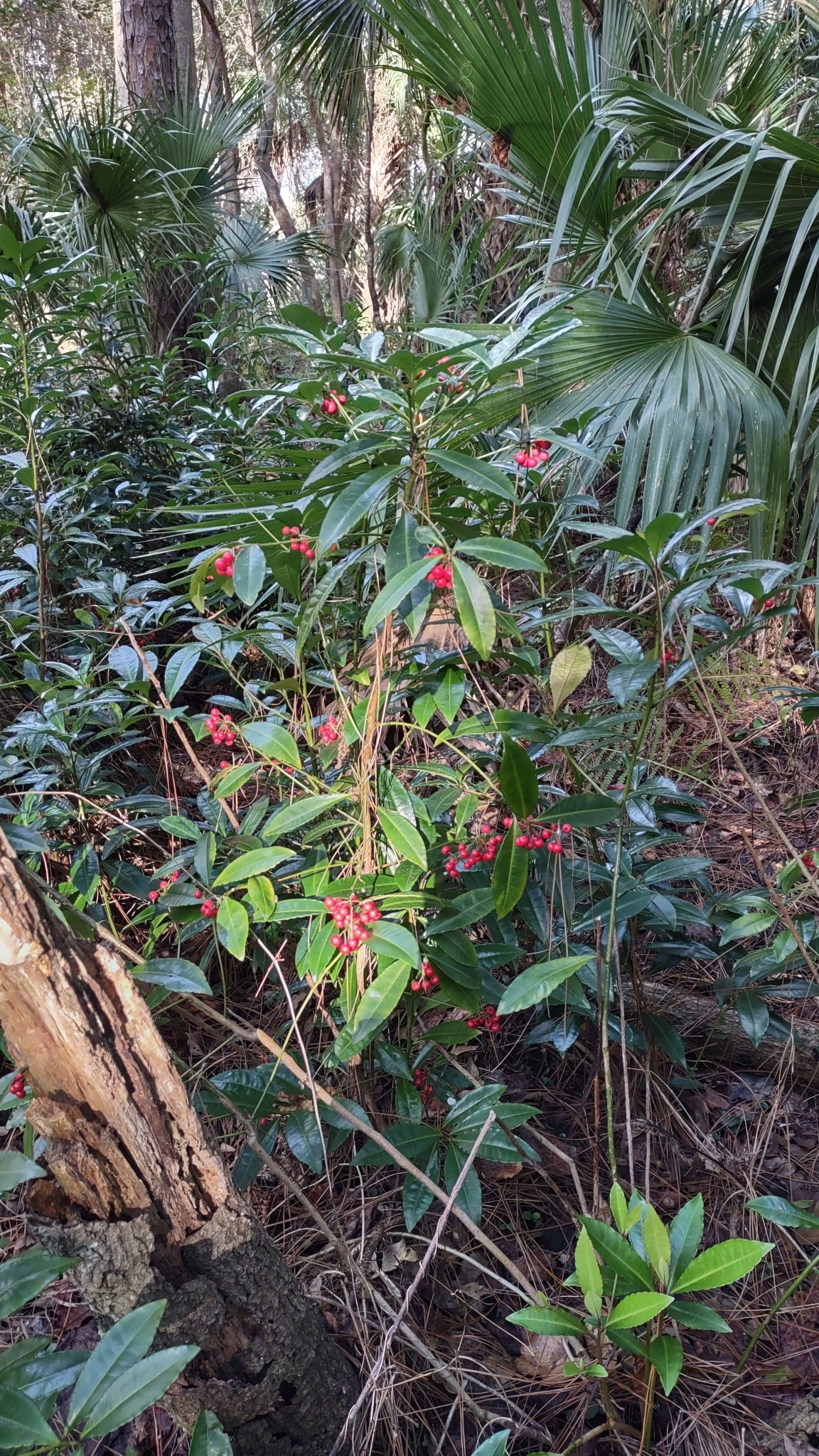 Imagem de Marlberry