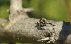 Trydarssus nobilitatus