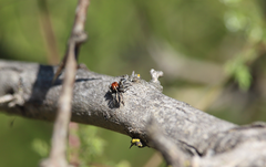 Trydarssus nobilitatus