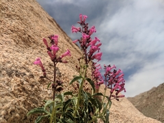 Penstemon clevelandii