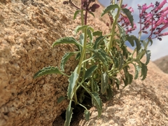 Penstemon clevelandii