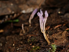 Ramariopsis pulchella