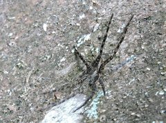 Dolomedes mizhoanus