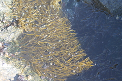 Melanosiphon intestinalis